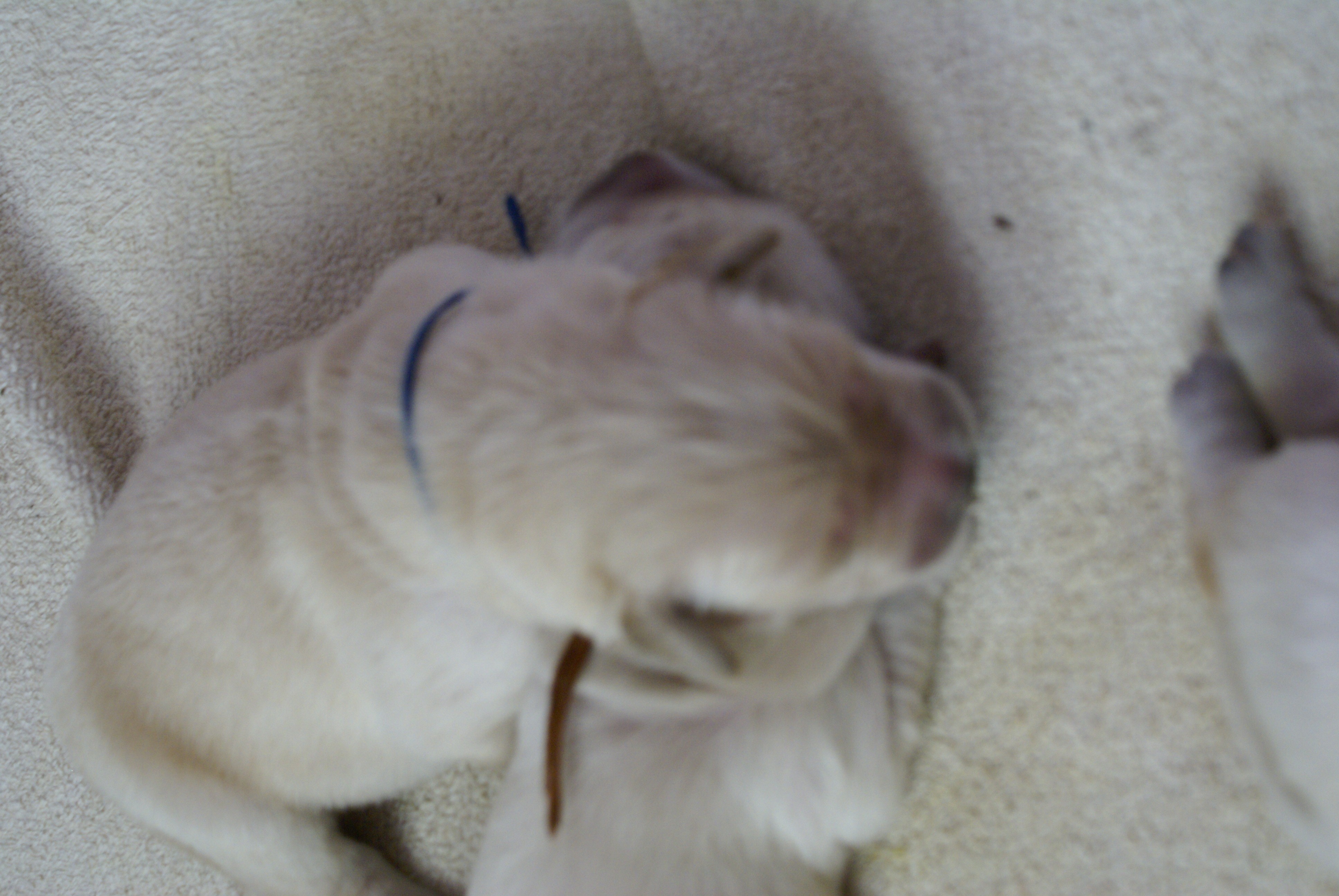 du hameau isabel - Chiots disponibles - Golden Retriever